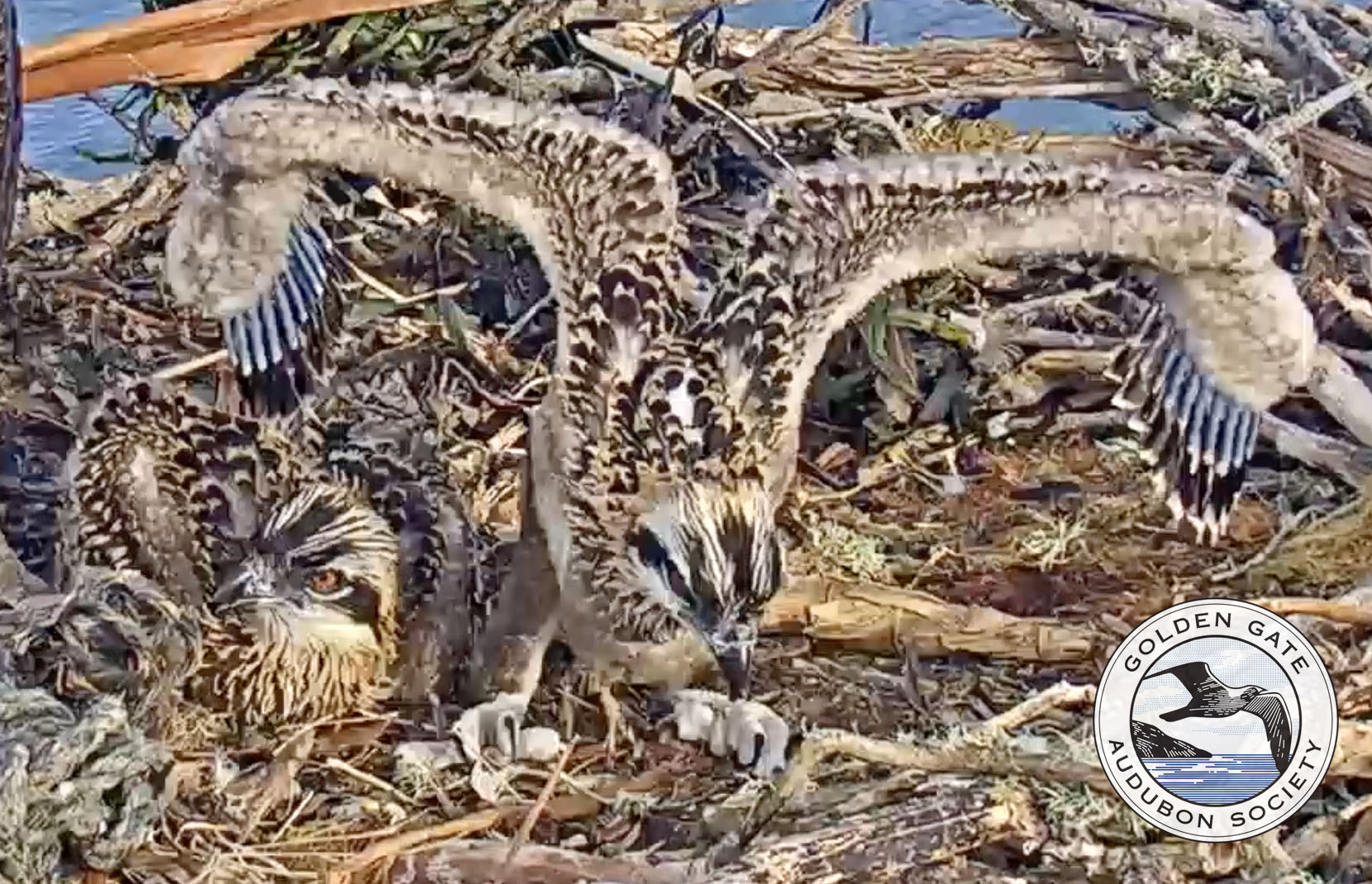 Five-week-old Osprey chicks